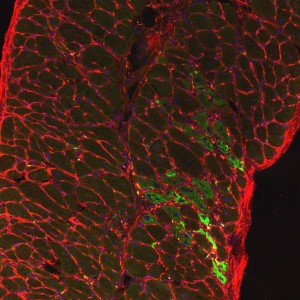 Diaphragm muscle from SU9516 treated dystrophin deficient mouse showing nuclei (blue) myofibers (outlined in red) and regenerating muscle fibers (green).