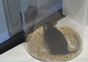 A mouse observing a video screen of a scratching demonstrator will begin to scratch itself, too.