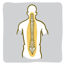 Illustration of the spinal bones.