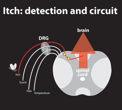 itch: detection and circuit