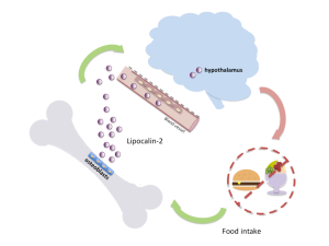 Lipocalin 2, a hormone triggered by feeding and produced by osteoblasts, acts on neurons in the hypothalamus to curb appetite and reduce food intake. 
