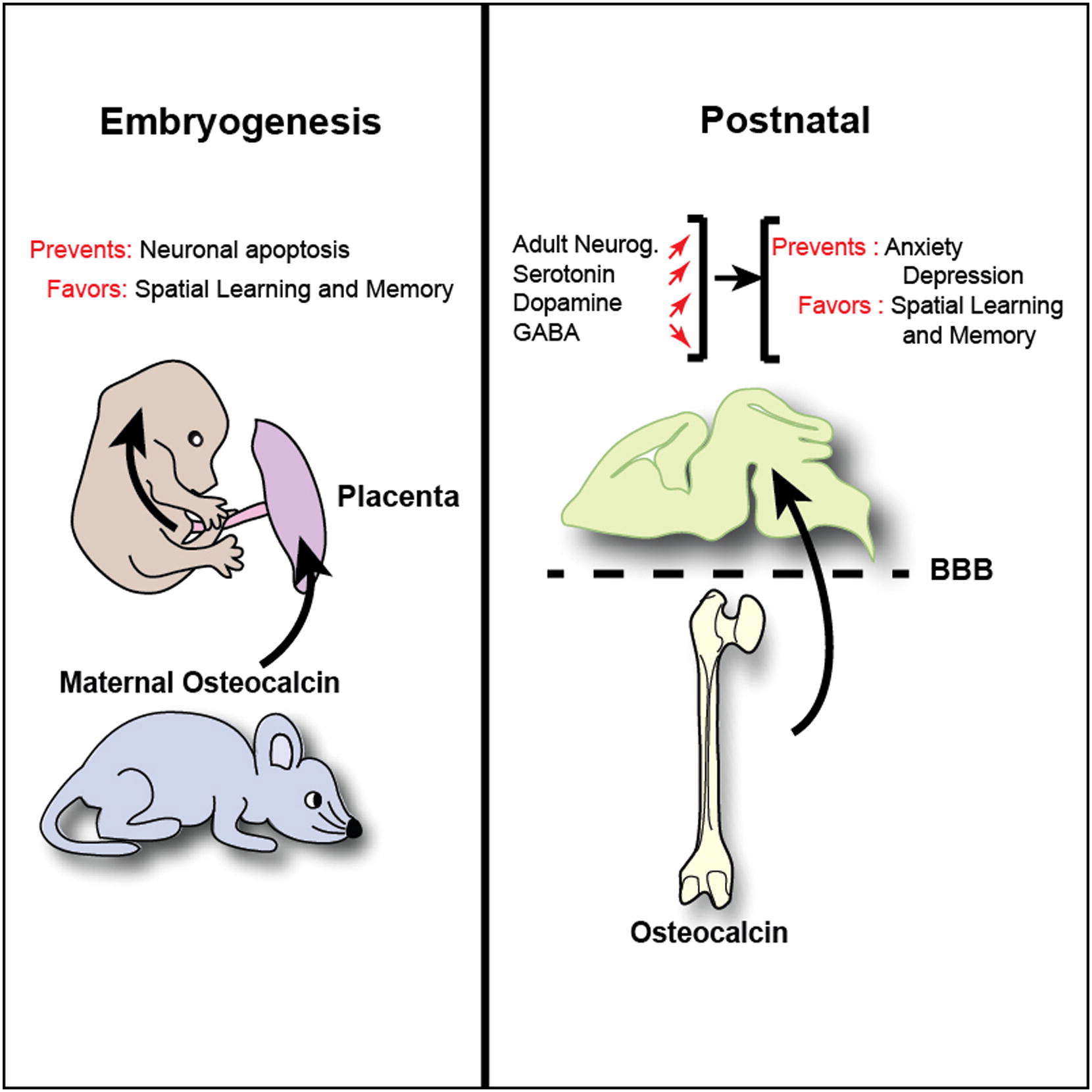  Left: Maternal osteocalcin crosses the placenta during pregnancy before the fetus can produce its own. Right: Osteocalcin can cross the blood-brain barrier and increases levels of certain neurotransmitters. Photo credit: Gerard Karsenty M.D. Ph.D. Columbia University