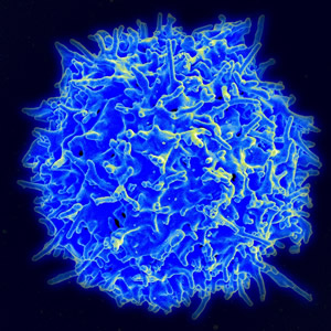 Healthy human T cell.