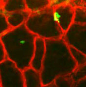 Photo showing pharyngeal satellite cells in green fusing with pharyngeal muscle fibers in red.
