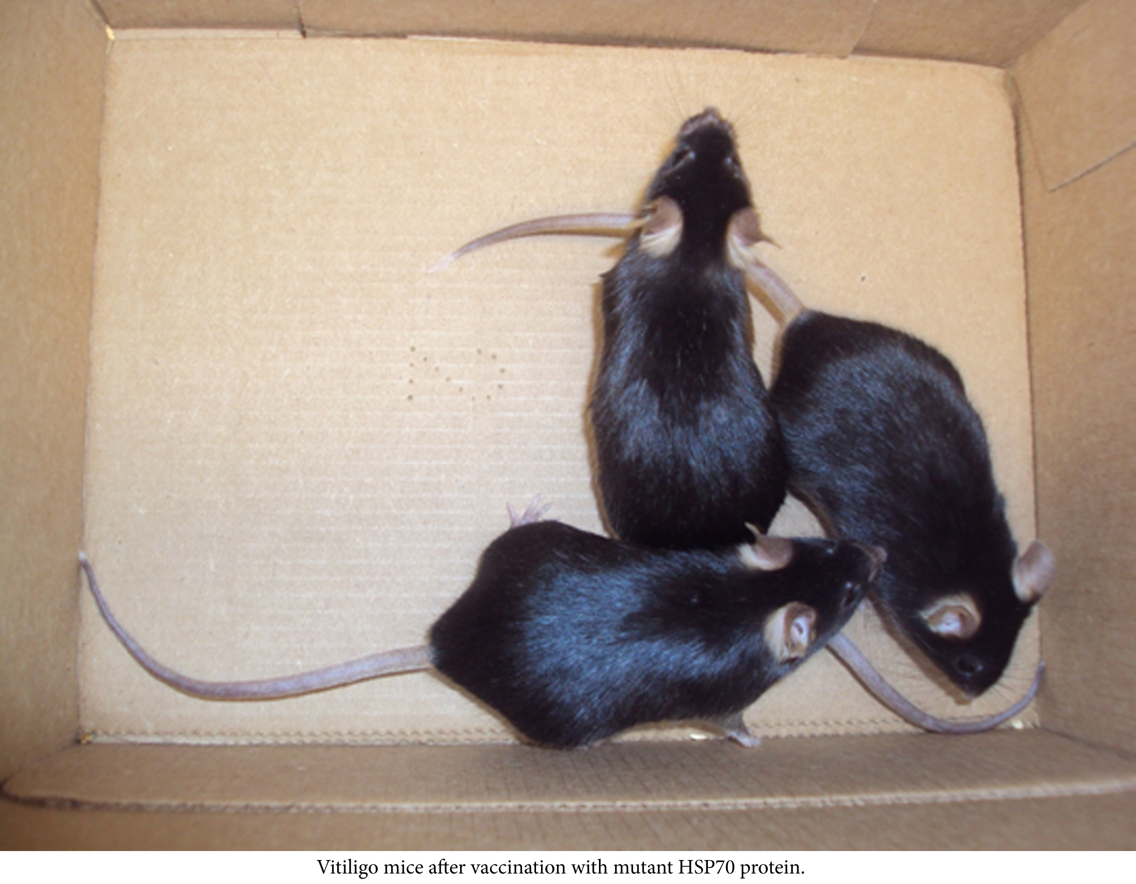 before and after images of mice with vitiligo and mice after treatment