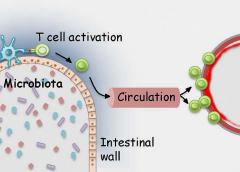 Microbiota in the gut activate T cells that are able to recognize retinal proteins. 