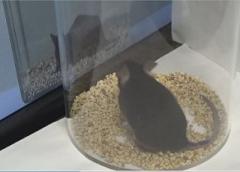 A mouse observing a video screen of a scratching demonstrator will begin to scratch itself, too.