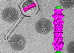 In the background cryo-electron micrographs of purified viruses with their inner structure bubbling from radiation damage. Overlaid (left) 3D computer reconstruction of a virus's outer shell and tail in gray with the inner structure in magenta; (right) blow-up of the inner viral structure in magenta.