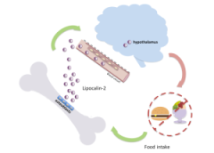 Lipocalin 2, a hormone triggered by feeding and produced by osteoblasts, acts on neurons in the hypothalamus to curb appetite and reduce food intake. 