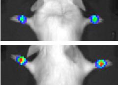 X-ray image of mouse joints showing inflammation (in color) with and without the molecular decoy.