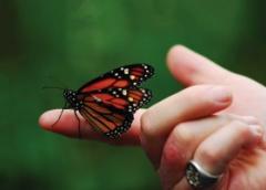 Butterfly sitting on a hand of a person with psoriasis patches appear on the fingers.