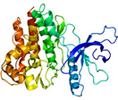 Depiction of tofacitinib's target, the Jak3 kinase domain.