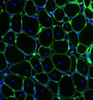 Muscle-Specific Stem Cells on Mouse Muscle Fibers