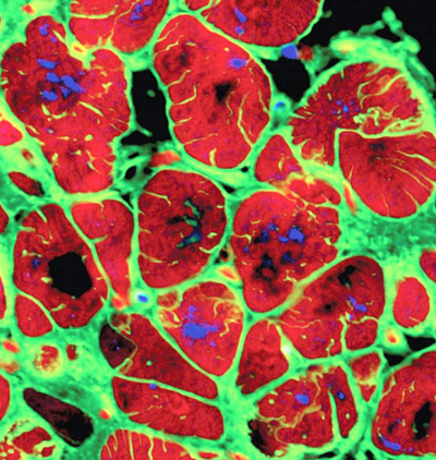 The iPS-derived cardiomyocytes have formed heart tissue that closely mimics human heart functionality at over four weeks of maturation.