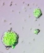 Regular Cells Into Stem Cells