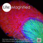 Life: Magnified cover
