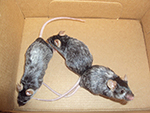 vitiligo-prone Pmel-1 mice